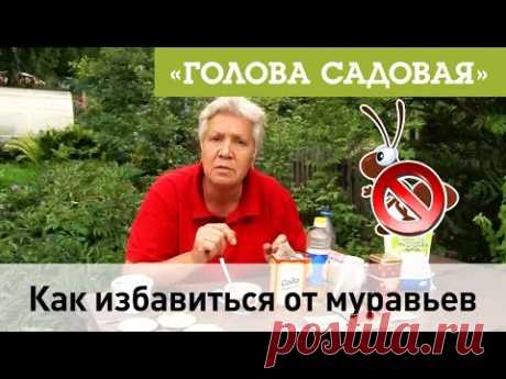 Голова садовая - Как избавиться от муравьев