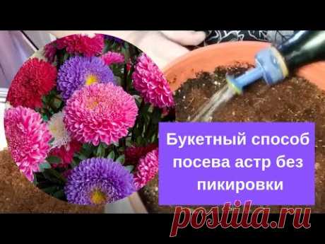 Букетный способ посева астр без пикировки