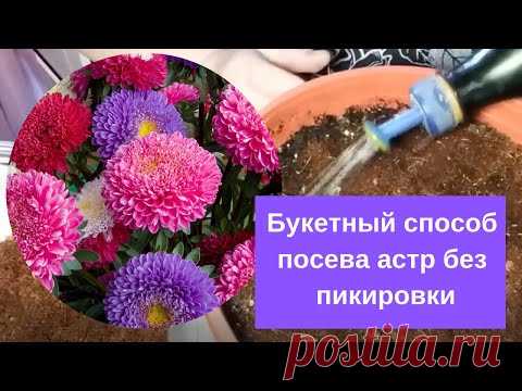 Букетный способ посева астр без пикировки