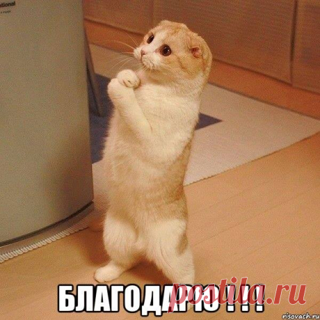 Что диагностируют и лечат кошки?