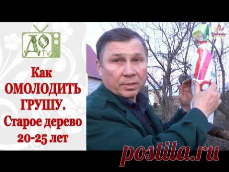 КАК ОМОЛОДИТЬ грушу в возрасте 20- 25 лет - YouTube