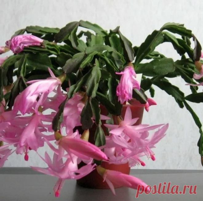 2 подкормки, за которые декабрист вас незамедлительно порадует своим ростом и цветением декабристы