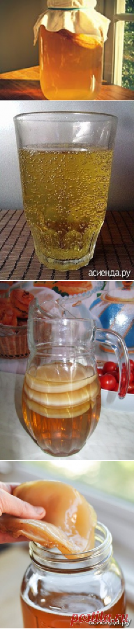 Чайный гриб / Асиенда.ру