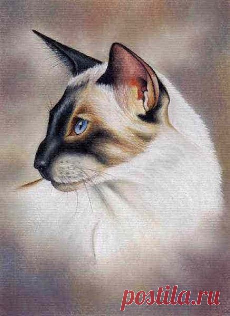 Сиамская кошка