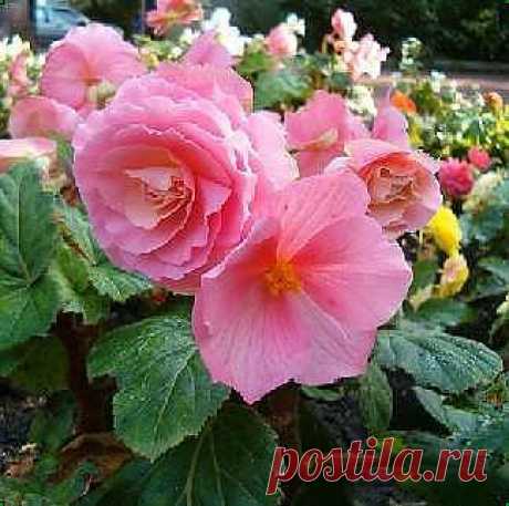 размножение бегонии клубневой | Дачное царство