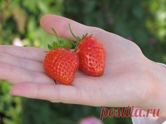 БАЛУЮ СВОЮ КЛУБНИКУ ЯДЕРНОЙ СМЕСЬЮ ОТ ВРЕДИТЕЛЕЙ И БОЛЕЗНЕЙ 
Cохраните, чтобы не потерять! 
Было это давно, когда мы только-только переехали жить из шумного города в небольшой поселок на севере Ростовской области. Переезжая, я прихватила со своего дачного участка и пару десятков саженцев клубники своего любимого сорта Фестивальная. Но ту-то и произошла незадача. Как только клубничка зацвела, стало что-то нехорошее происходить с желтыми серединками цветков – они чернели, а ягоды завязывались или