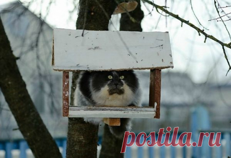 &quot;Кошачий домик&quot;