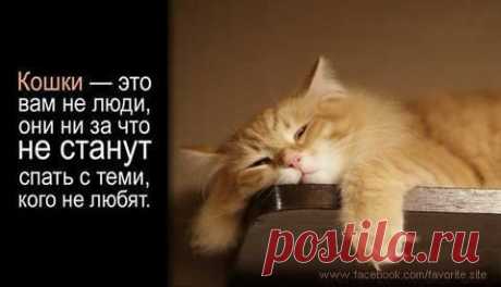 Подборка забавных,смешных,позитивных животных! Всем приятных выходных и отличного настроения:)))
