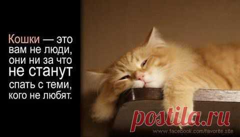 Подборка забавных,смешных,позитивных животных! Всем приятных выходных и отличного настроения:)))
