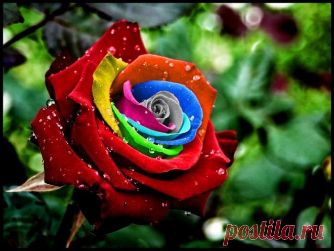 Самые дорогие в мире цветы. Живые цветы - редкие виды - FB.ru