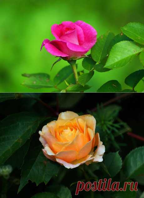 Яндекс.Фотки