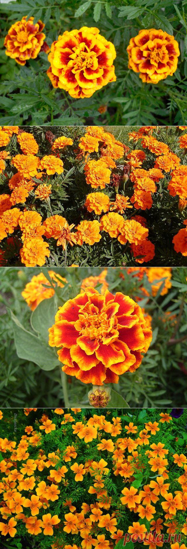 Бархатцы: посадка, выращивание, уход / Цветы / 7dach.ru