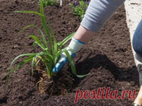 Посадка лилейников (22 фото): как сажать в открытый грунт осенью, весной и летом? Выбор лучшего места. На каком расстоянии садить?