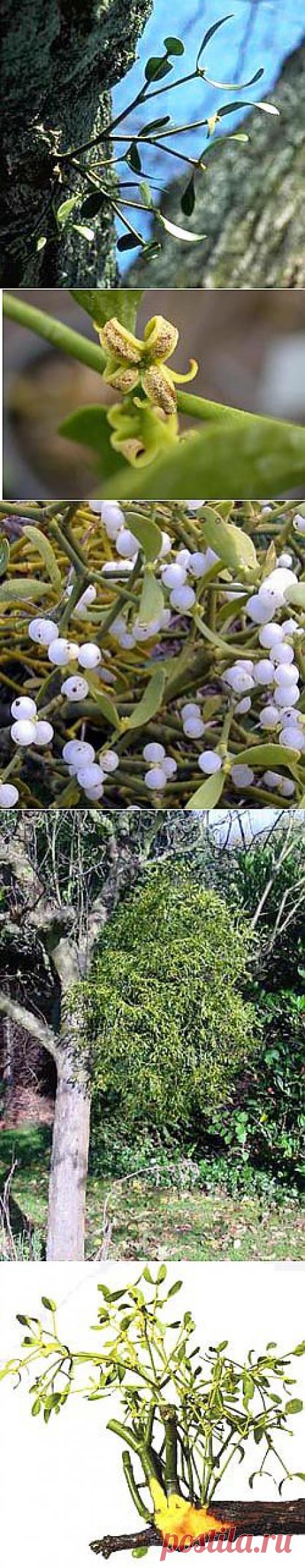 Омела белая (Viscum album L)|| Сайт о травах и не только