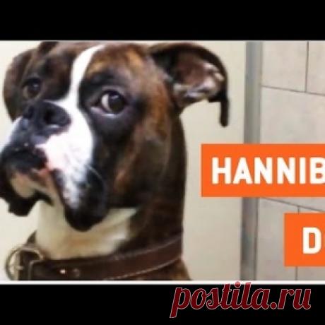 Семья вернулась с отдыха и сняла на видео пса, которого не брали с собой