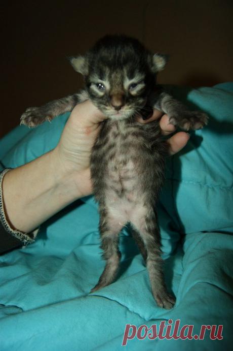 У нас родилились котята мейн кун.