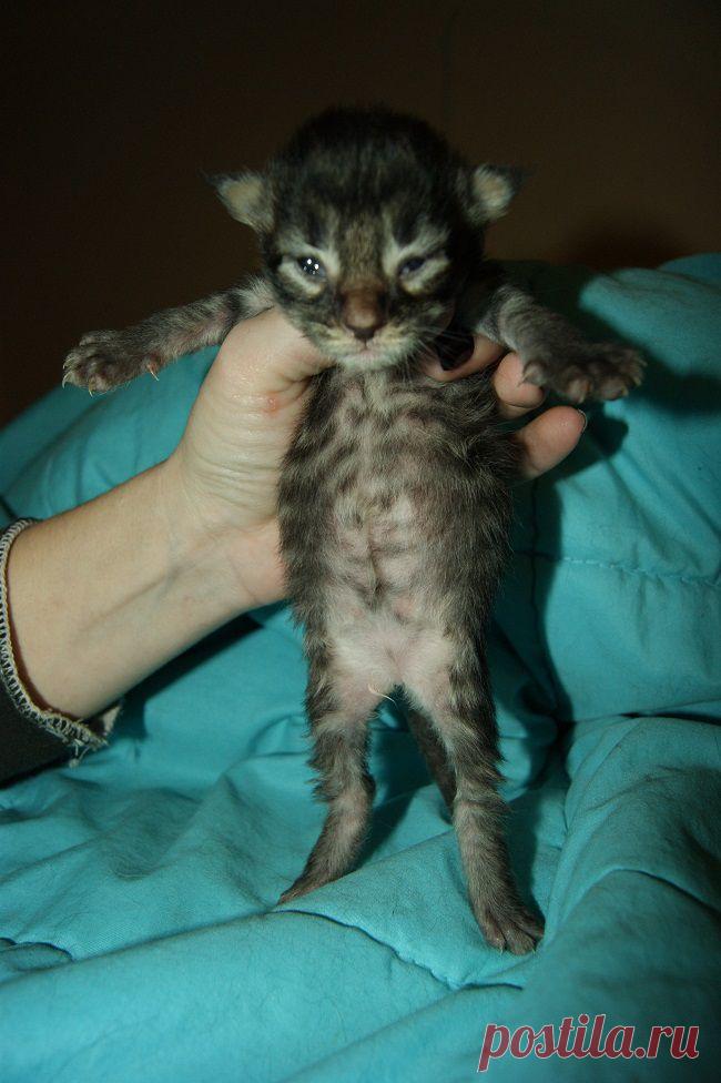 У нас родилились котята мейн кун.