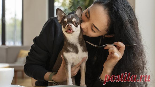 Что нельзя давать собакам: список запрещенных продуктов | Lisa.ru | Дзен