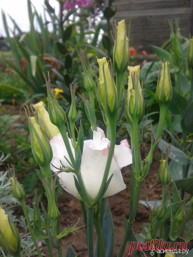 Эустома.: Группа Клумбы и цветники