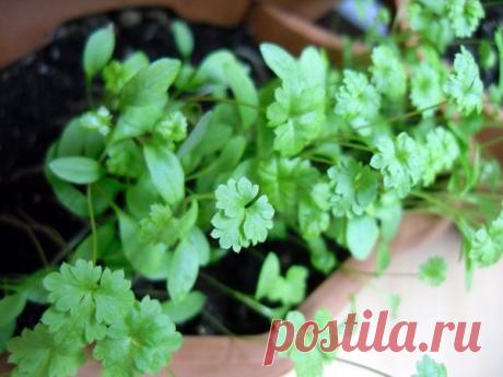 Огород на подоконнике: 5 видов зелени, которые легко вырастить