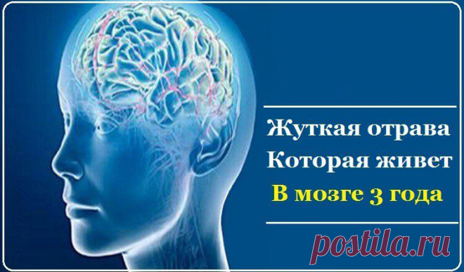 Отрава, которая живет в вашем мозге целых 3 года