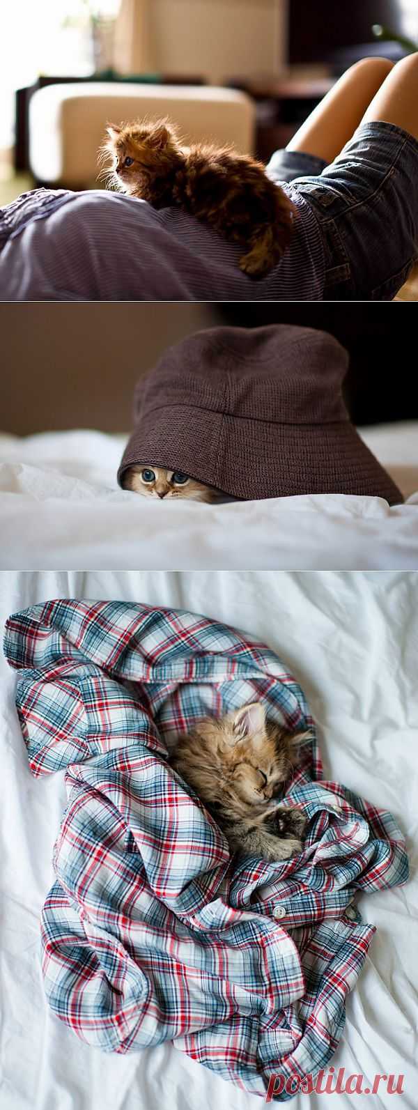 Котёнок-очаровашка (смотреть фото)