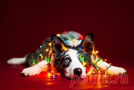 Dogs who wish you a happy New Year / Photographers / Best photos
