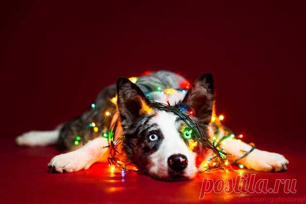 Dogs who wish you a happy New Year / Photographers / Best photos