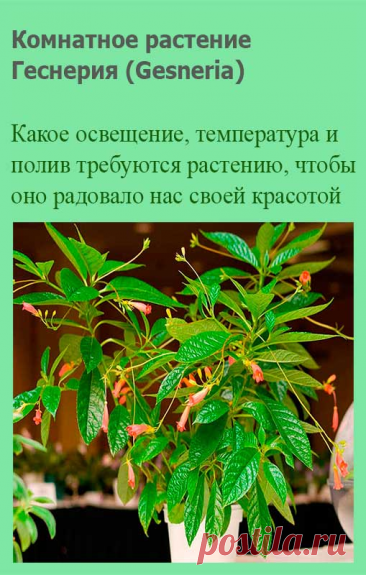 Комнатное растение Геснерия (Gesneria). Род тропических растений назван в честь швейцарского натуралиста XVI в. Конрада Геснера, занимавшегося каталогизацией известных в то время животных. Геснерии принадлежат к одноименному семейству растений. Их родина - территория Центральной и Южной Америки, Антильские острова.