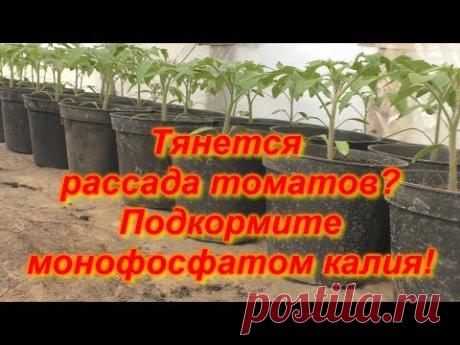 Рассада томатов + монофосфат калия= приземистые растения!