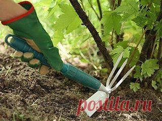 Уход за кустами смородины и крыжовника.