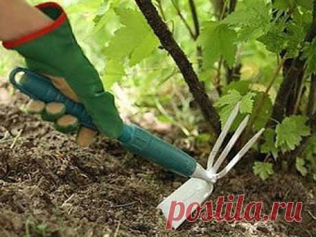 Уход за кустами смородины и крыжовника.