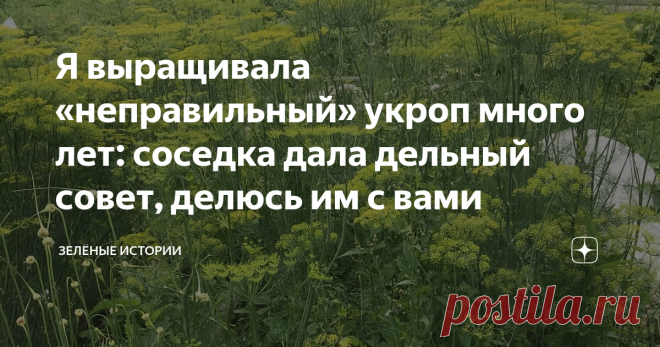 Я выращивала «неправильный» укроп много лет: соседка дала дельный совет, делюсь им с вами Какой укроп нужно выращивать на участке, чтобы все лето была зелень
