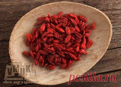 Дереза обыкновенная: лечебные свойства, применение, где растет, фото