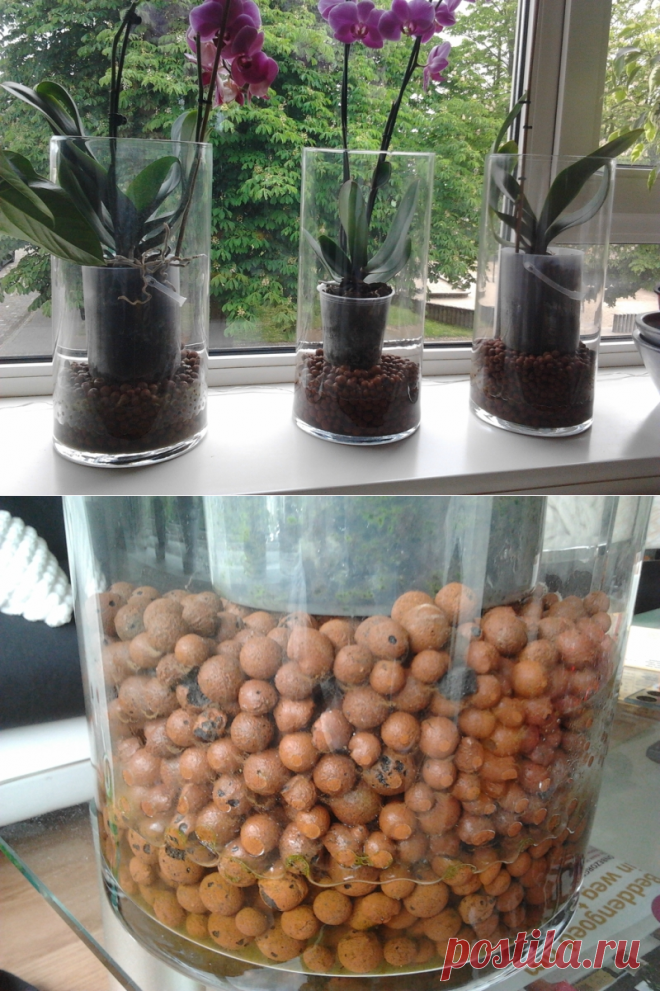 Как правильно выращивать орхидеи - Эни, бени, люки, паки...