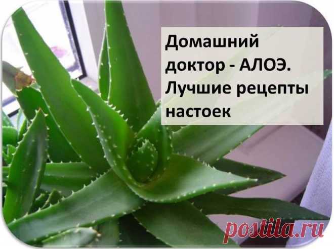 Домашний доктор - АЛОЭ. Лучшие рецепты настоек. 
Ну, кто не знает это комнатное растение – алоэ или столетник, как его называли еще наши бабушки. За ним прочно закрепилась репутация «домашнего доктора», он повышает иммунитет и нормализует обмен вещ…
