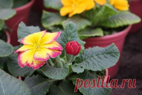 Примула. Как не любить цветок богов?