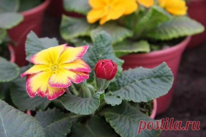 Примула. Как не любить цветок богов?