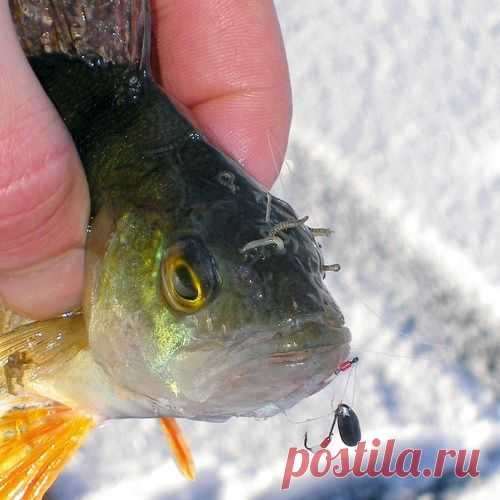Знакомство с «микробалдой»