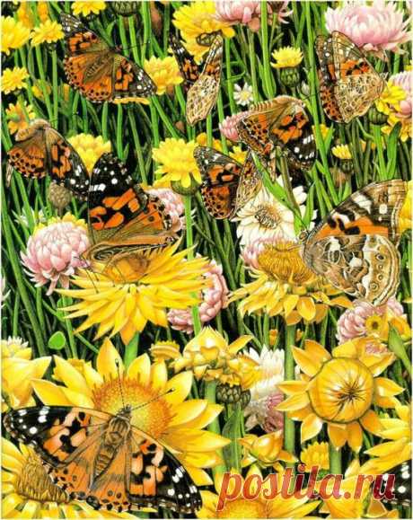 Карен Ллойд-Джонс. Бабочки Детство Карен Ллойд-Джонс прошло в Найроби, Кения, там и появилась её любовь к природе и животным. `Spiders Spin Webs`, ее первая иллюстрированная книга, была удостоена наградами в Австралии и хорошо ...