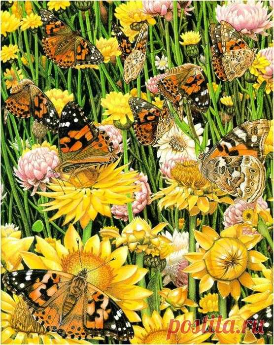 Карен Ллойд-Джонс. Бабочки Детство Карен Ллойд-Джонс прошло в Найроби, Кения, там и появилась её любовь к природе и животным. `Spiders Spin Webs`, ее первая иллюстрированная книга, была удостоена наградами в Австралии и хорошо ...