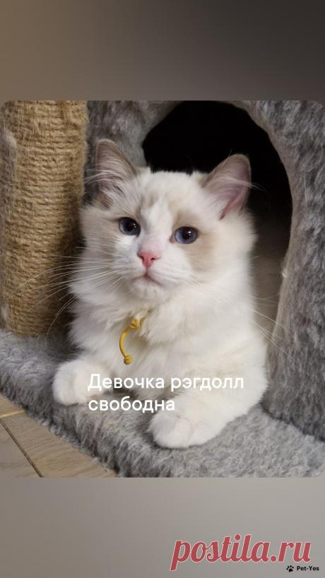 Кошка Рэгдолл 10 месяцев, 19 дней купить Санкт-Петербург | Pet-Yes