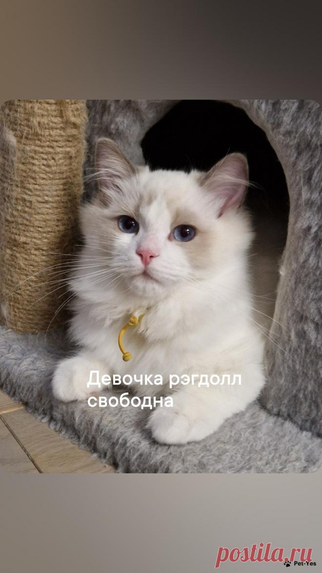 Кошка Рэгдолл 10 месяцев, 19 дней купить Санкт-Петербург | Pet-Yes