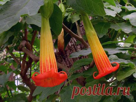 Бругмансия: посадка и уход, выращивание из семян, размножение