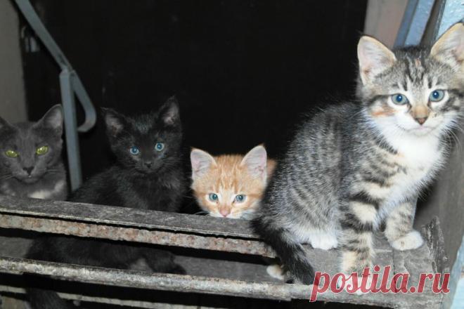 Необходима поддержка Людей!