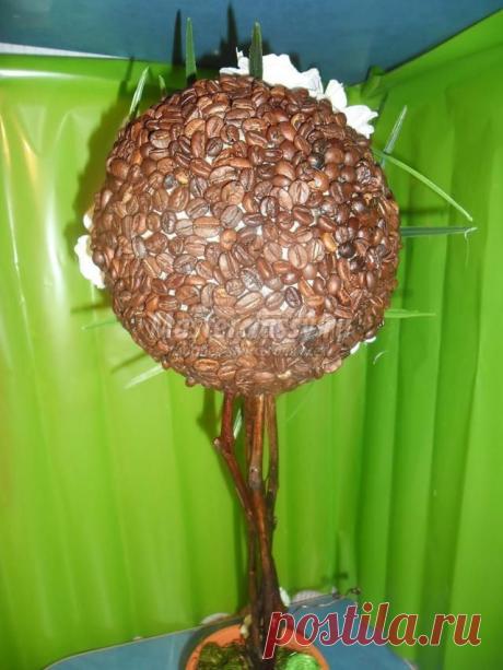 Топиарий из кофейных зерен. Цветущий кофе. Мастер-класс с пошаговыми фото