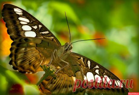 ✿ღ✿Лучшие фото недели✿ღ✿