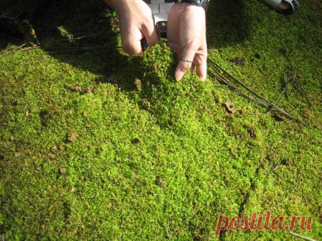 Избавляемся от мха на приусадебном участке &#8212; Чудеса