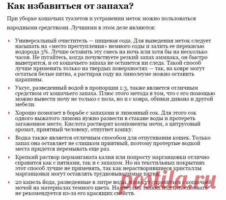 6 народных средств чем убрать запах кошачьей мочи