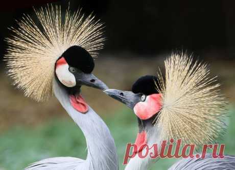 Facebook
Венценосные журавли выглядят для нас диковинно, в Африке же этот вид является самым многочисленным из всех видов журавлей, обитающих на континенте https://www.vokrugsveta.ru/photo_of_the_day/214655/